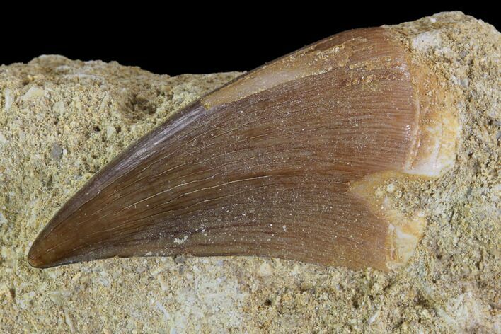 Mosasaur (Prognathodon) Tooth In Rock #96182